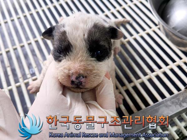 한국동물구조관리협회_441406202400269